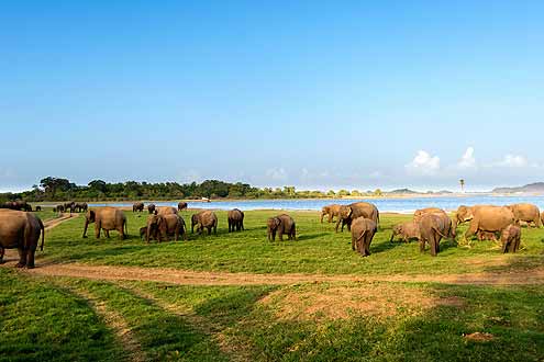 Elefanten im Yala Nationalpark